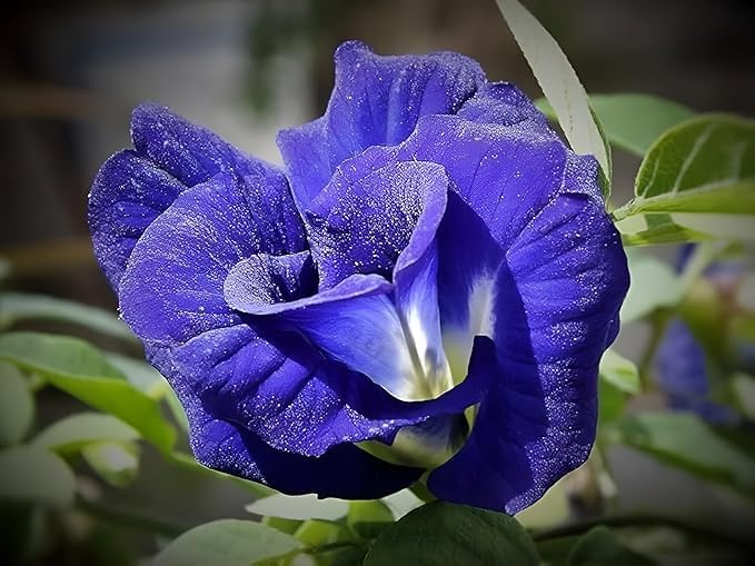 Live Blue Aparajita Flower Climber | Butterfly Pea Asian Pigeonwings Clitoria Ternatea | Live Plant For Herbal and Medicinal Uses with Suitable Pot (Pack Of 1) | BEST FOR DIWALI PUJA AND GIFT