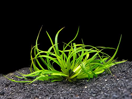 Aquatic Arts Live Aquarium Plants, Juncus Repens, Bare Root Lesser Creeping Rush, Aquarium Decorations, Aquarium Plants Live Fish Tank Decorations, Water Plants For Betta Fish, Live Fish Freshwater #TOP4