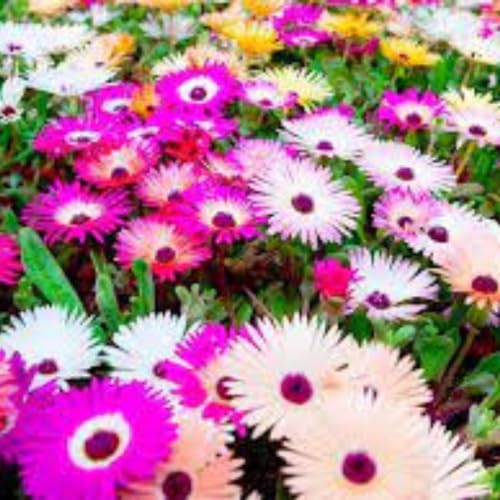 Sementes de Ficoide Bellidiformis 300mg Brilhosas Sortida Flores Jardins Vasos
