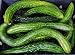 David's Garden Seeds Cucumber Asian Suyo Long SL3333 (Green) 50 Non-GMO, Heirloom Seeds