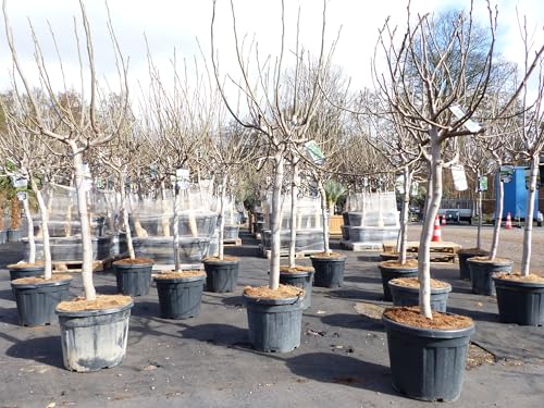 gruenwaren jakubik Feigenbaum 180 cm Stammumfang 14-20 cm, winterhart, kräftiger Stamm, Ficus Carica, Feige, Obst