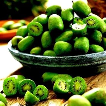 50 بذور Issai Kiwi Arctic Grape Berry | Actinidia arguta Superfruit Garden Plant Vine Seeds