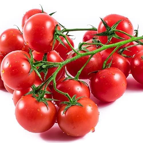 Tomato Plants, 'Gardeners Delight', 6 x Plug Plant Pack, Tomato Plants Ready to Plant Now, Tomatoes, Fresh and Sweet, Gardeners Favourite, Excellent Flavour, Garden Ready, Premium Quality Tomatoes