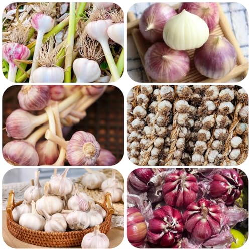 aglio elefante, l'aglio da ombra, giardino in cucina esotiche tappezzanti resistenti 4pcs