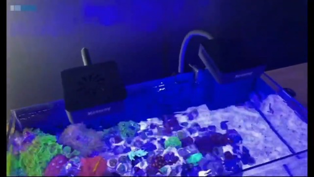 Image of Pawfly 15 W LED Aquarium Light with Brilliant Blue White Red Lights for 1 to 10 Gallon Fish Tank