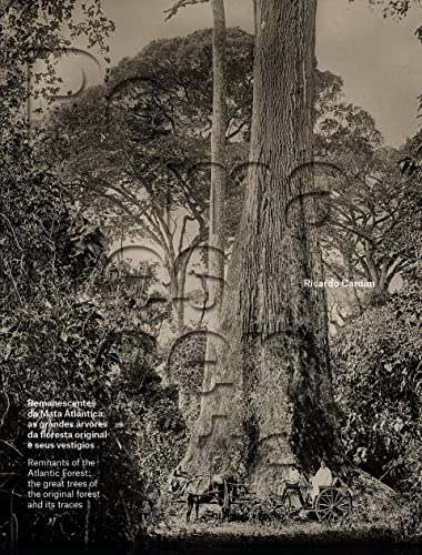 Remanescentes da Mata Atlântica