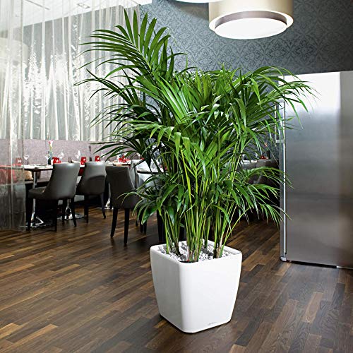 Lechuza-Gefäß mit Bewässerung Quadro Premium LS 43 Taupe Hochglanz – Ansicht 4