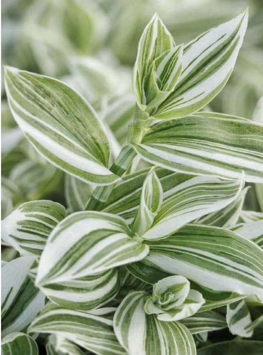 Amazon.com: Blissful 5 Green/White Cuttings Wandering Jews
