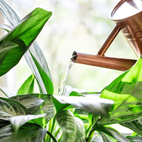 Homarden Half Gallon Copper Colored Metal Indoor Outdoor Plant Watering Can for House Plants with Removable Spout, 80oz