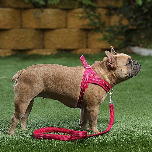 Image of Plutus Pet No Pull Dog Harness for Medium Sized Dog, Breathable Mesh Padded