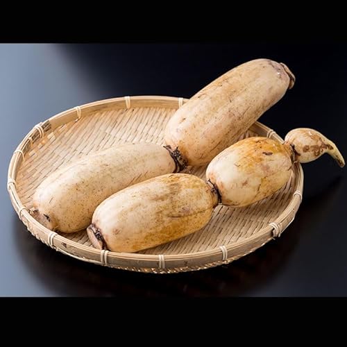 佐賀県産 泥付き レンコン(2kg) 有明・潮風ファーム 蓮根 れんこん