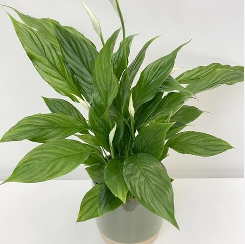 Spathiphyllum Peace Lily Torelli VAR Live Indoor Plan tAir purefying in 12 cm Pot