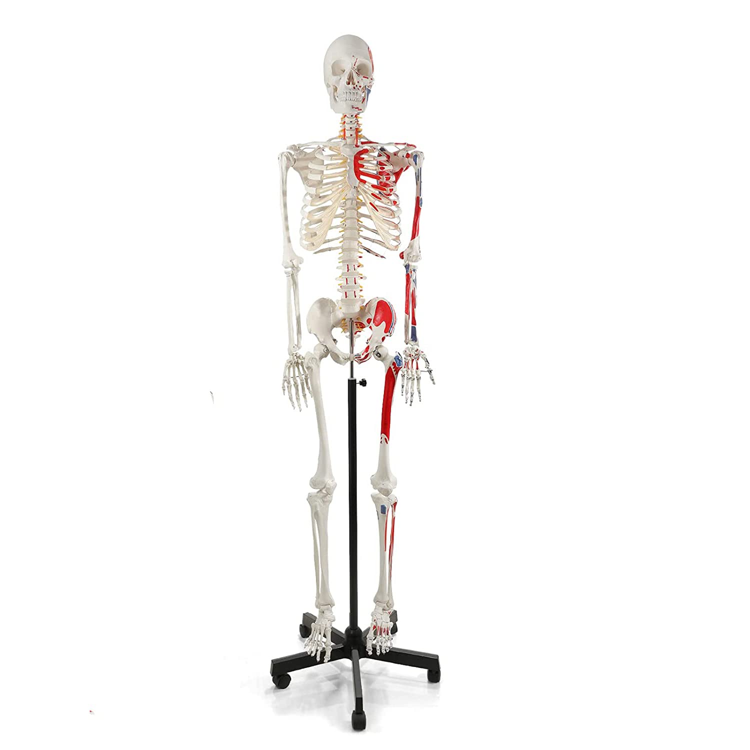 YNIYUJKL Teaching Model Tools,Medical Anatomy 70.8 Inches Human Skeleton Model For Anatomy 180Cm Life Size Medical Human Skeleton Model With Numbered Painted Muscle Origin And Insertio
