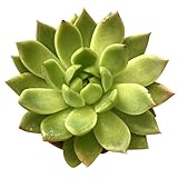 Echeveria Agavoides Planta Natural con Forma de Estrella