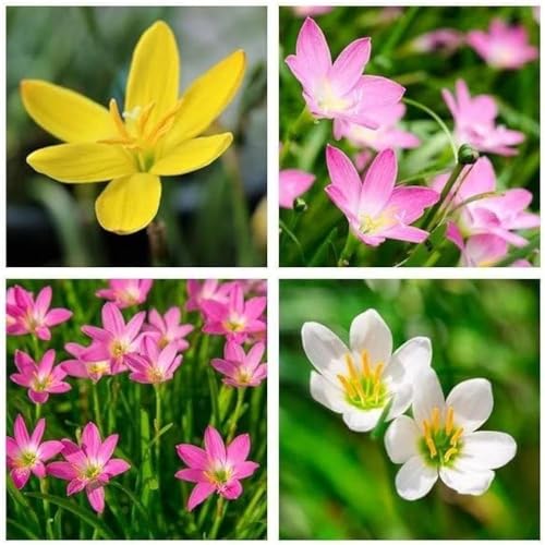 See full amazon price history chart for Plantogallery Rain Lily Multicolor Flower Bulbs (5pcs) Plantogallery Rain Lily Multicolor Flower Bulbs (5pcs) (B0CLF34D63) Amazon Price History, Amazon Price Tracker