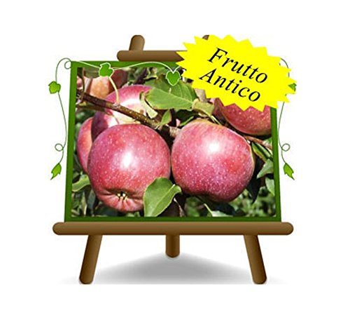 Apfelbaum Äpfel Früchte - Fuji - Obstpflanzen antik auf Blumentopf einer Vase von 20 - Baum max 170 cm - 2 Jahre Anba Cover