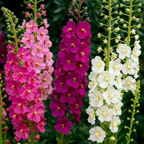 Königskerze Mix – Verbascum phoeniceum – Mehrjährige Schönheit & Insektenmagnet – 500 Samen