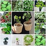 150 piezas de semillas de stephania erecta - hierbas culinarias, regalos sostenibles para mujeres, plantas herbarias, plantas resistentes para decoración de jardín, maceta de hierbas