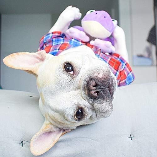 Pet Qwerks Frog Squeaky Sound Plush - Strong & Durable Stuffed Pet Toy with Funny Squeaks for Small, Medium, Large Dogs & Puppies (P179)