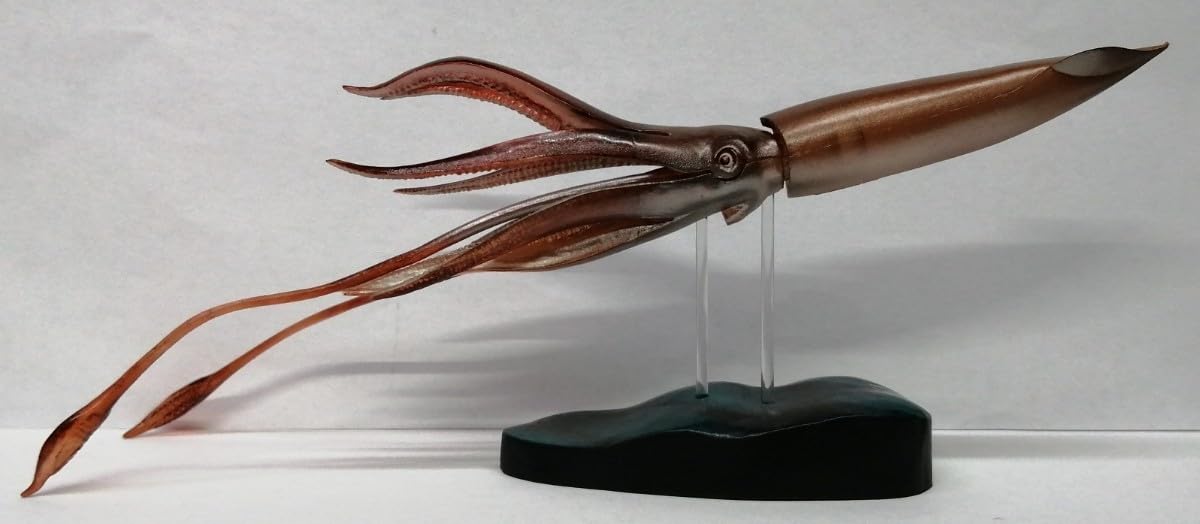 Amazon | ダイオウイカ 大王烏賊 大王イカ イカ 烏賊 GIANT SQUID