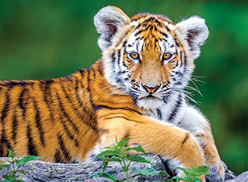 Puzzle 150 pièces : Bébé Tigre Ravensburger Nathan - vue 4