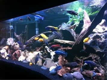 Maalavya Salt Sized Instant Cycling Black Live Beach Sand & Aragonite 10Li Fresh