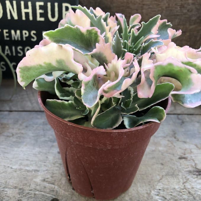 Amazon｜斑入りカランコエ ラキニアータ 4号 多肉植物 ウェーブする