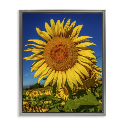 Sunflower Meadow Landscape Bloom, 16 x 20 Inch Canvas in Floater Frame