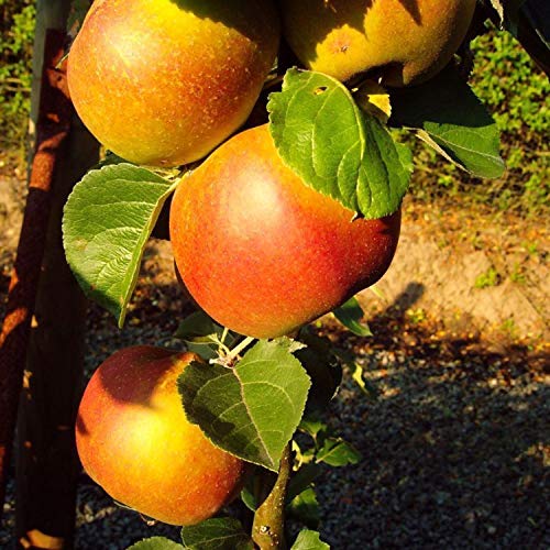 Apfelbaum pille baumschulen Winterapfel Roter Boskoop Busch