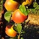 Apfelbaum Winterapfel Roter Boskoop 2-jährig im Topf