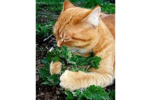 Catnip seeds: Unforgettable Thrill for Your Feline Friend