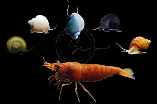 Miniatura 11 de Swimming Creatures Live Neocaridina Camarones de acuario de agua dulce - Un combo perfecto para iluminar tu acuario (12 mezclas premium + 1 caracol