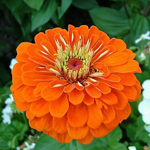Biocarve Seeds Biocarve Zinnia Elegans Orange - Pack Of 100 Seeds (B01ASWPIZ6) Amazon Price History, Amazon Price Tracker