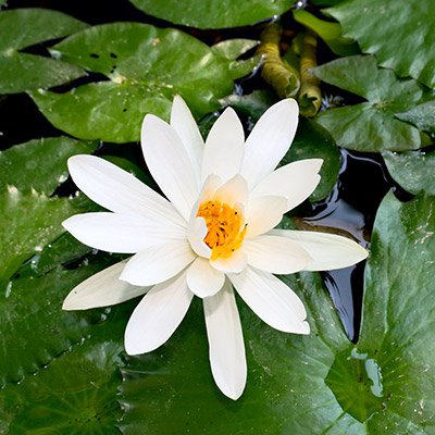 Amazon.com : White Tropical Water Lily - Water Garden Live Pond Plant :  Patio, Lawn & Garden