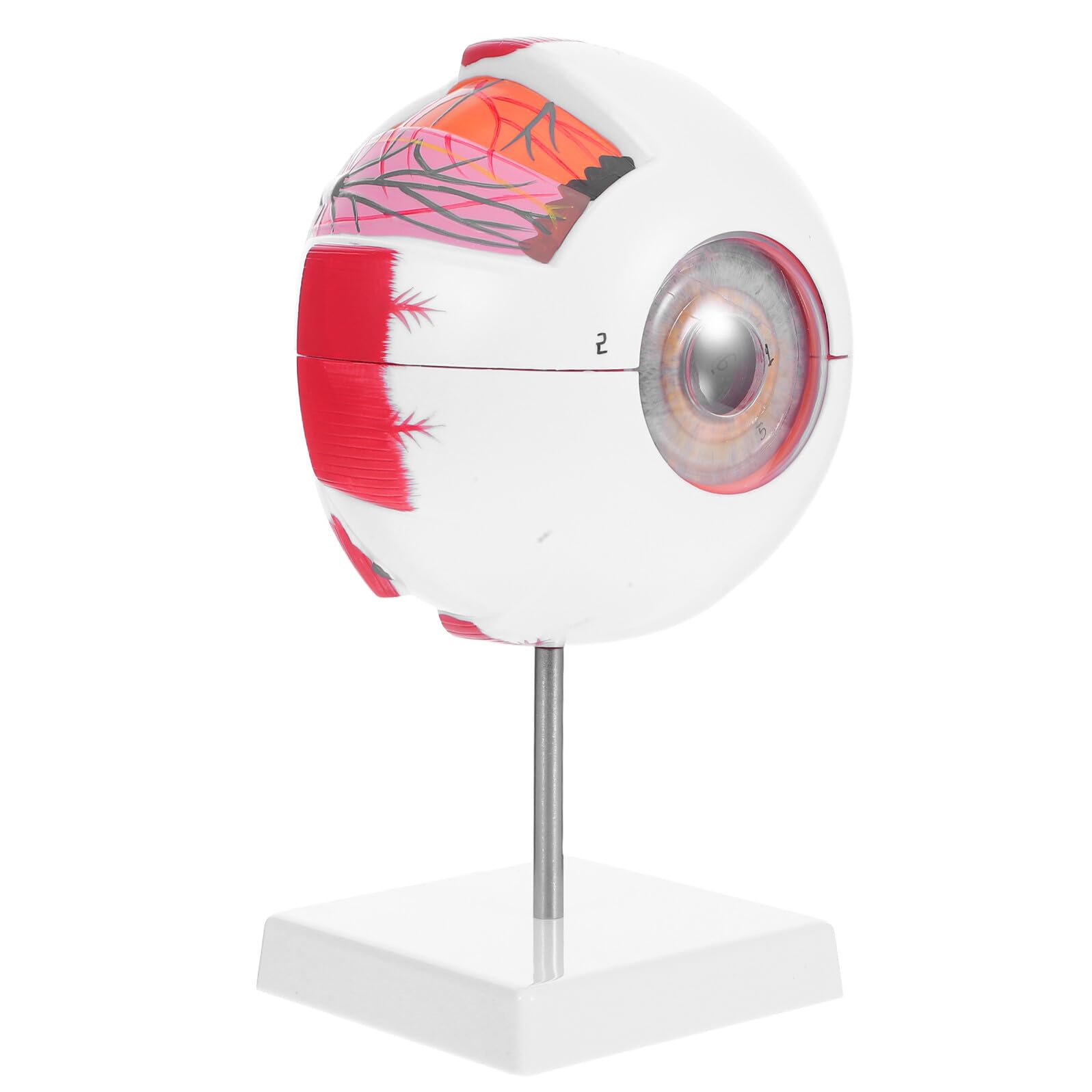 Homoyoyo Human Eye Anatomy Model 6X Enlarged Detachable Eyeball with Numbered Cross Section for Medical Teaching Clinic Patient Education and Student Optometry Demonstration