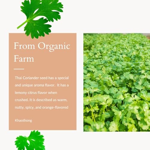 Khaothong Dried Thai Coriander Seeds Whole, 3.52Oz (100G.) 100% Natural Aroma Thai Spices, Authentic Thai Taste #TOP3