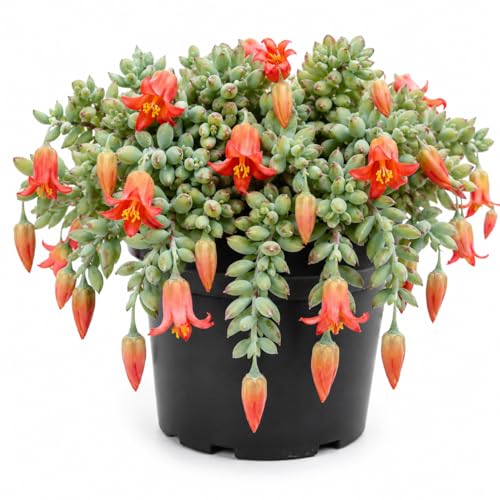 Cotyledon Pendens Succulent Live Plant, Cliff Cotyledon Plant 4" Pot,