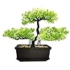 MOVKZACV KÃ¼nstliche Bonsai-Baumd...