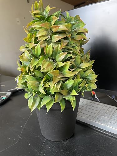 Image of Artificial Realistic Brown Leaves Bonsai Potted Plant for Home Office Kitchen Living Room Hotel Restorent Table Corner Center Piece | Natural Look | Show Piece | 36 cm