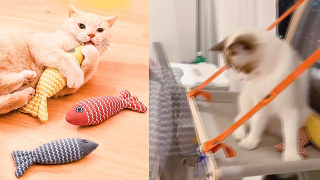 Set 3 Giocattoli Pesce In Peluche Per Gatti Con Erba Gatta – 21 Cm, Morbidi E Resistenti, Ideali Per Mordere E Giocare