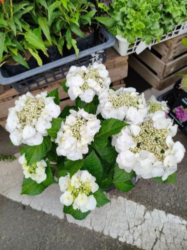 �퐼�m�A�W�T�C Arctic Circle 7��