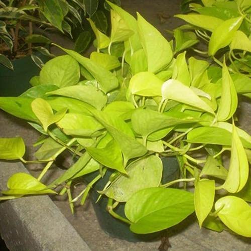 HERBALISM Scindapsus Aureus Gold live plant