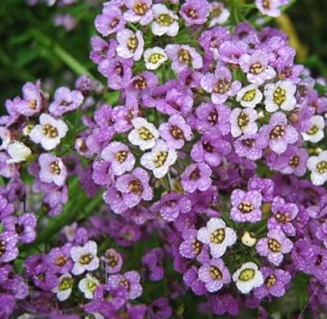 Semillas de alyssum dulce enano. Alfombra real (100 semillas) - Planta perenne de cobertura del suelo