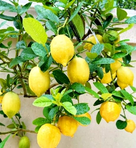 30PCS Meyer Lemon Seeds Delicious Fruit Citrus Fruit Garden Tree