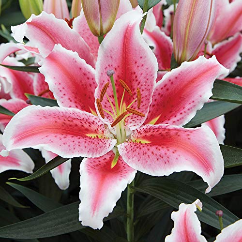 Hardy Lily Bulbs, Gardens & Patios, Summer Colour, Scented Garden, Cut Flower Garden, 5 x Lily Tasman Bulbs by Thompson and Morgan