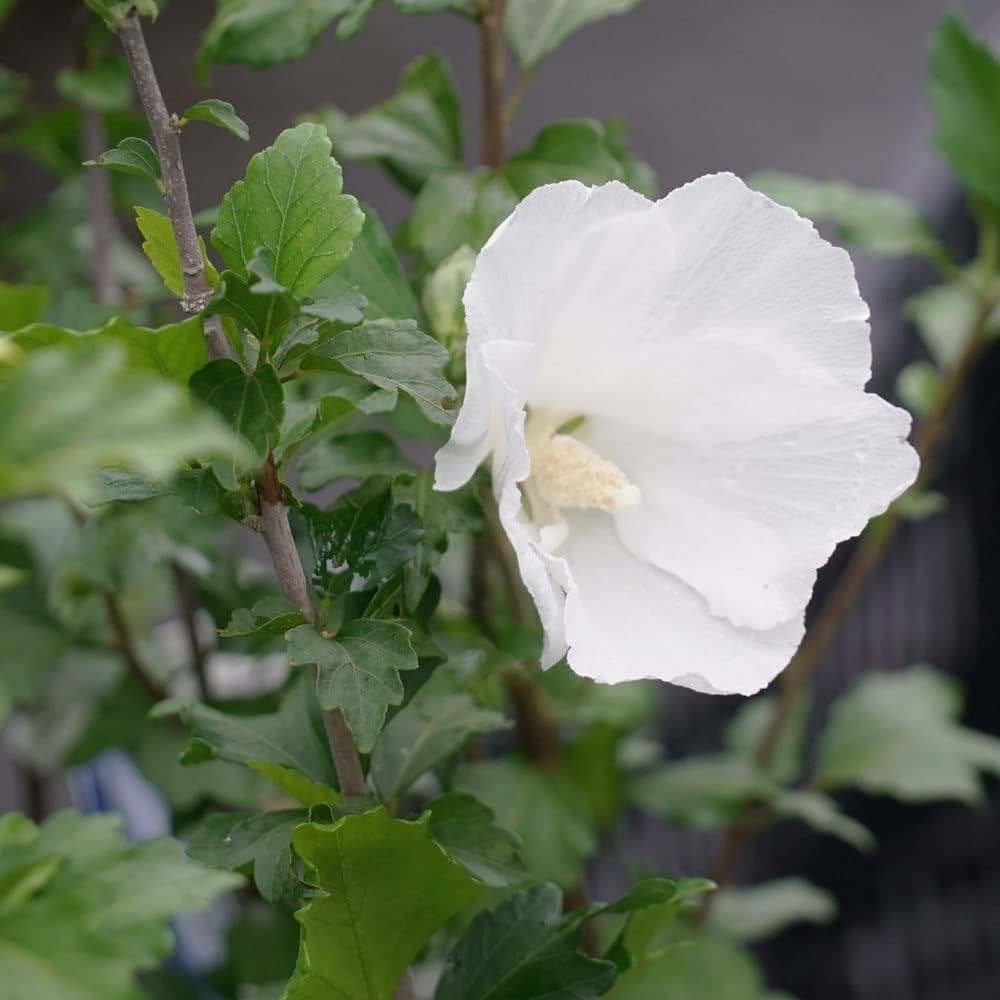 Amazon | ムクゲ“白一重”4号ポット苗 庭木 | 花 Amazon | ムクゲ“白一重”4号ポット苗 庭木 | 花