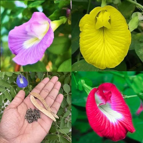 Image of Butterfly Pea Mixed Color Flower Seeds, 35 Count, Double and Single Petals, Medicinal Climbing Vine for Outdoor Garden, Shankhpushpi Hybrid Seeds with Blue, Red, Pink, Yellow Blooms. NLH 3