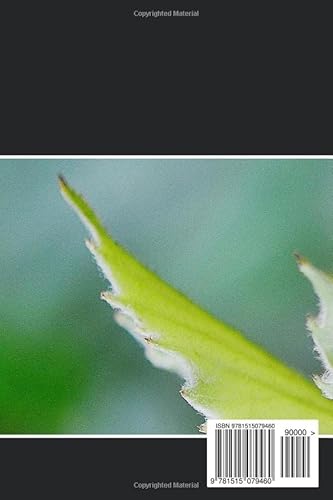 Galatians (Kjv) (Sunlight Bibles Complete Set Of Individual Bible Books) #TOP1