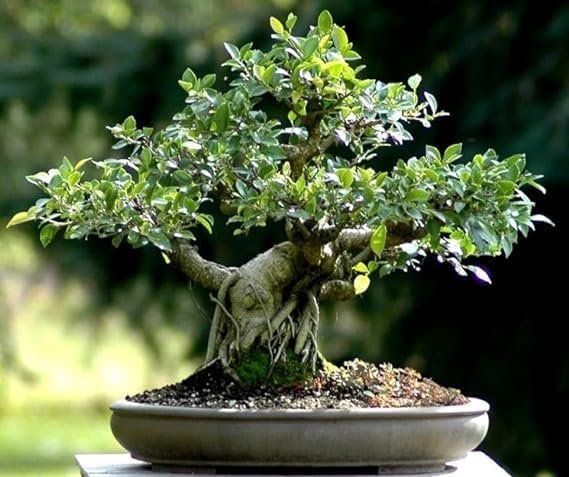 Oxygeen Bonsai Lucky Banyan Live Plant Marri Baniyana baragad Paniyan Banyan Malayan Banyan Indian Laurel Ficus Curtain Fig Tree Ficus Long Island Mini Chaina Bot Banyan Pack of 1 (Without Pot)