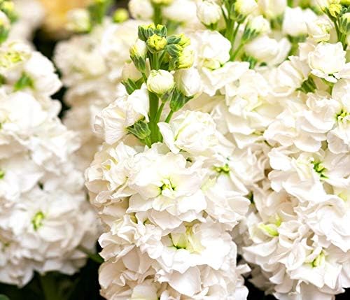 150 Seeds of Stock White (Matthiola Incana Annua Excelsior) Rare Flower